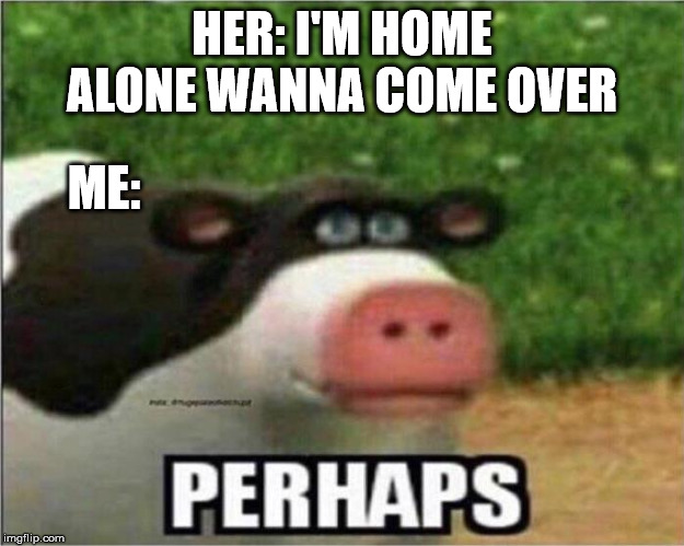 Perhaps Cow | HER: I'M HOME ALONE WANNA COME OVER; ME: | image tagged in perhaps cow | made w/ Imgflip meme maker