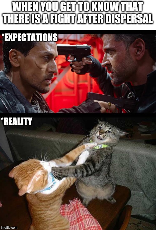 WHEN YOU GET TO KNOW THAT THERE IS A FIGHT AFTER DISPERSAL; *EXPECTATIONS; *REALITY | image tagged in two cats fighting for real | made w/ Imgflip meme maker