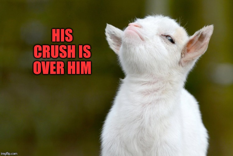 HIS CRUSH IS OVER HIM | image tagged in proud baby goat | made w/ Imgflip meme maker