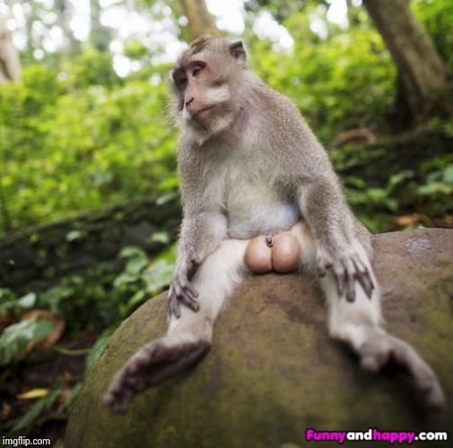 Monkey balls | image tagged in monkey balls | made w/ Imgflip meme maker
