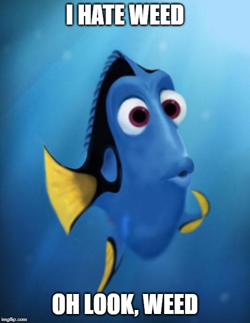 Dory | I HATE WEED; OH LOOK, WEED | image tagged in dory | made w/ Imgflip meme maker