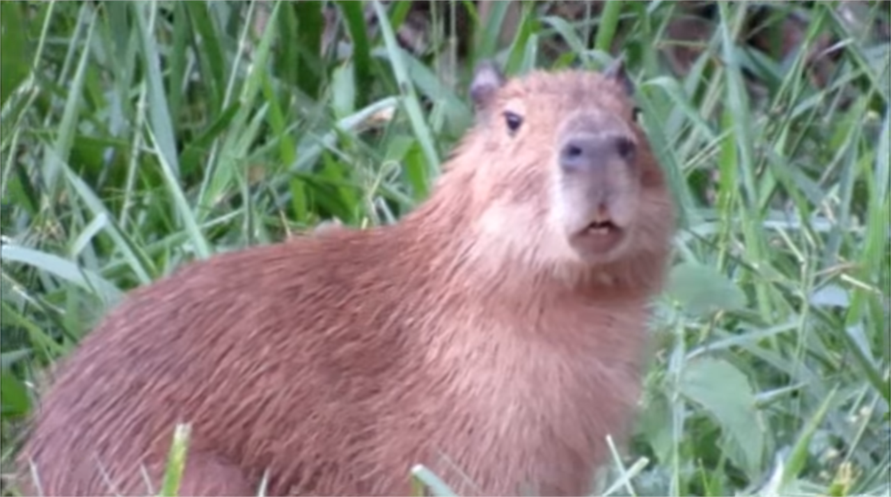 capivara tô passada Blank Meme Template