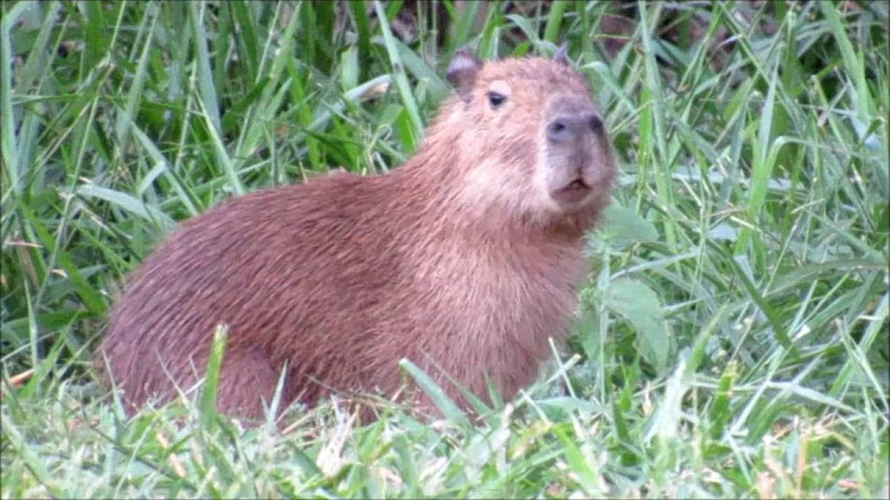 capivara ui que delicia Blank Meme Template