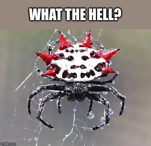 Gasteracantha Cancriformis | WHAT THE HELL? | image tagged in spiders,what the hell,omg | made w/ Imgflip meme maker