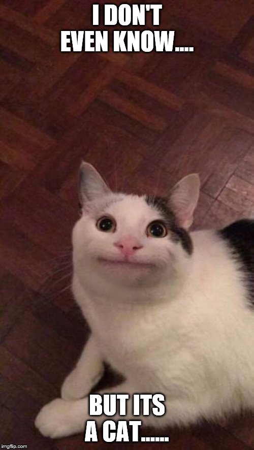 CAT Imgflip