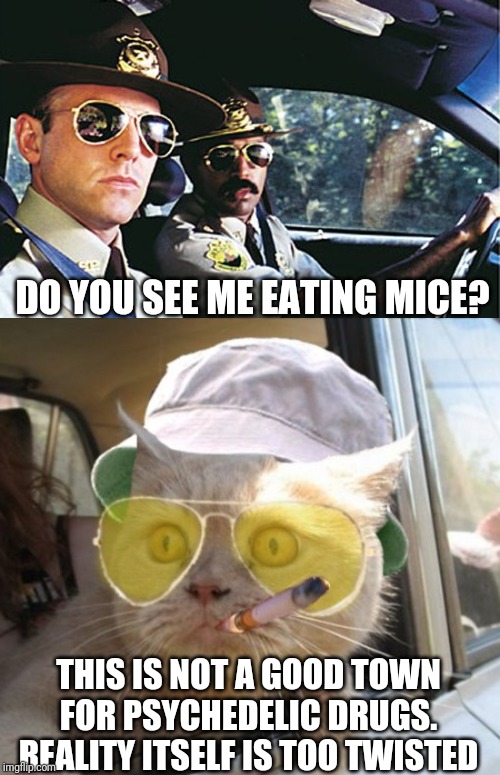 DO YOU SEE ME EATING MICE? THIS IS NOT A GOOD TOWN FOR PSYCHEDELIC DRUGS. REALITY ITSELF IS TOO TWISTED | image tagged in memes,fear and loathing cat,super troopers | made w/ Imgflip meme maker