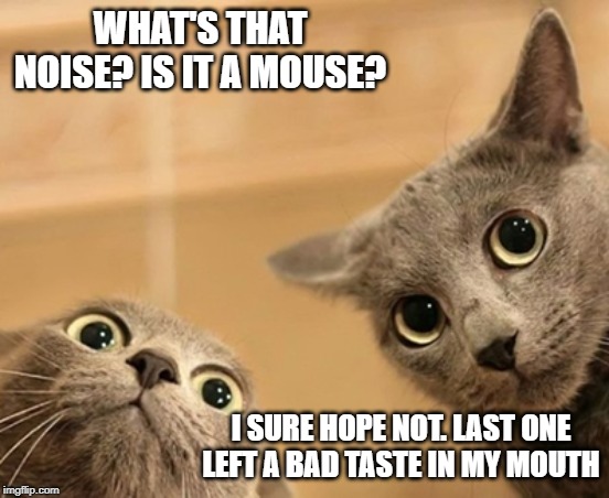 is that a mouse? | WHAT'S THAT NOISE? IS IT A MOUSE? I SURE HOPE NOT. LAST ONE LEFT A BAD TASTE IN MY MOUTH | image tagged in mouse,bad tasste,cat humor | made w/ Imgflip meme maker