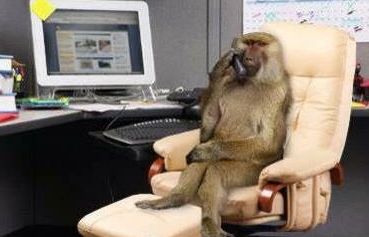 Monkey tech support Blank Meme Template