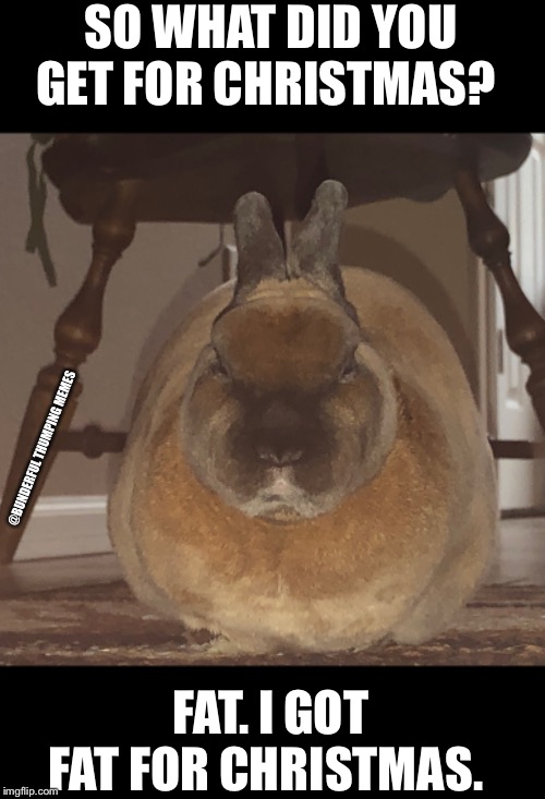 fat christmas bunny | SO WHAT DID YOU GET FOR CHRISTMAS? @BUNDERFUL THUMPING MEMES; FAT. I GOT FAT FOR CHRISTMAS. | image tagged in fat,fat rabbit,big chungus | made w/ Imgflip meme maker