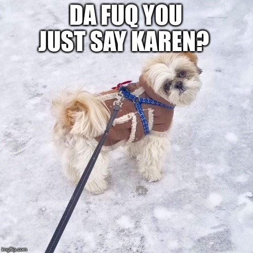 Cute doggie | DA FUQ YOU JUST SAY KAREN? | image tagged in cute,dogs,funny memes | made w/ Imgflip meme maker