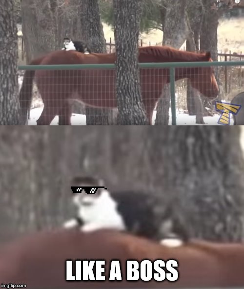 Deal With It Like A Boss | LIKE A BOSS | image tagged in cats,horses,like a boss,deal with it like a boss,deal with it,epic | made w/ Imgflip meme maker