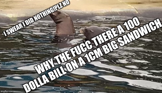 Seal Fight | I SWEAR I DID NOTHING!PLZ NO; WHY THE FUCC THERE A 100 DOLLA BILL ON A 1CM BIG SANDWICH | image tagged in seal fight | made w/ Imgflip meme maker