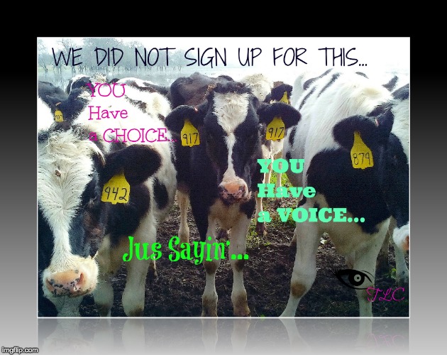 cow talk | image tagged in cow talk | made w/ Imgflip meme maker