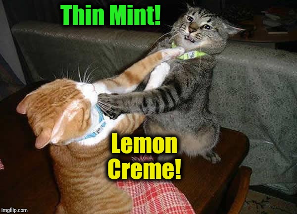 Two cats fighting for real | Thin Mint! Lemon Creme! | image tagged in two cats fighting for real | made w/ Imgflip meme maker