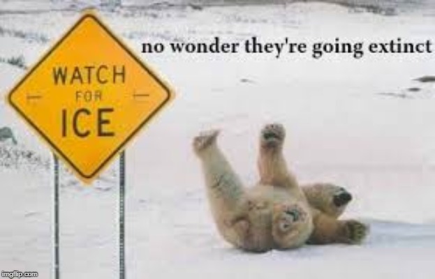 The reason polar bears are going extinct | image tagged in polar bears | made w/ Imgflip meme maker