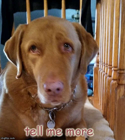 Emotional Support Dog | tell me more | image tagged in emotional support dog | made w/ Imgflip meme maker