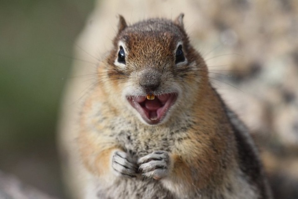 Squirrel laughing Blank Meme Template
