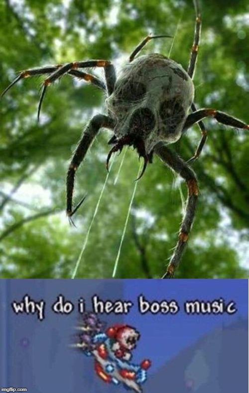 Nope. Nope. NOPITY!! NOPE!!! NOPE!!!! NNNOOOPPPEEE!!!!!!!!! | image tagged in why do i hear boss music,funny,memes,nope,spider | made w/ Imgflip meme maker