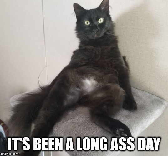 Workin' after Christmas | IT'S BEEN A LONG ASS DAY | image tagged in lazy cat,long day,working | made w/ Imgflip meme maker
