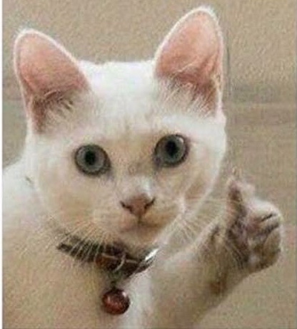 High Quality Cat thumbs up Blank Meme Template