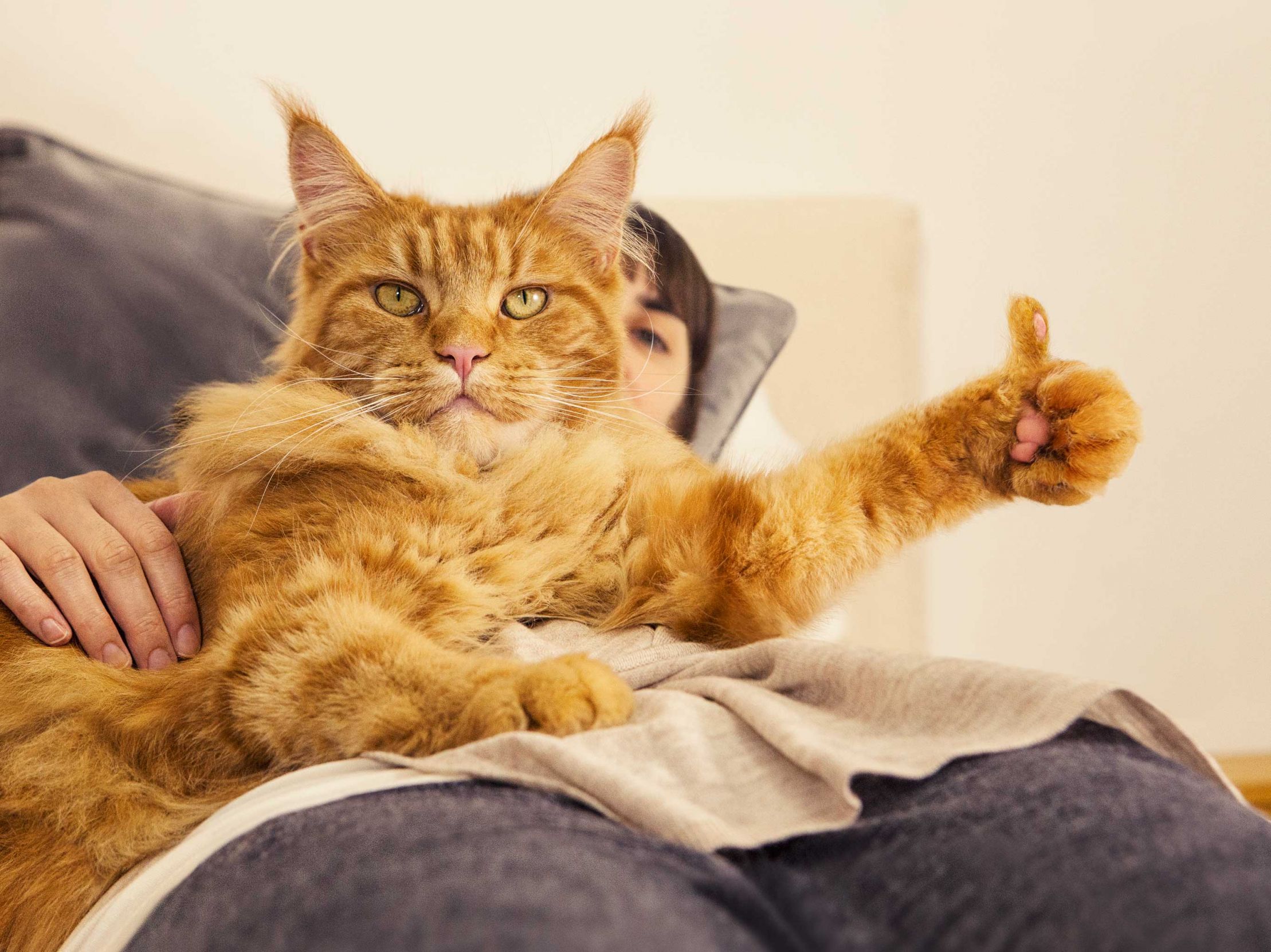 Cat Thumbs Up 3 Blank Template Imgflip