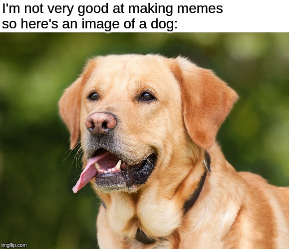 I'm not very good at making memes
so here's an image of a dog: | image tagged in not good at memes,dog | made w/ Imgflip meme maker