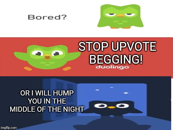 JUST STOOOOOOOOOOOPPPPPPPPPPPPPP | STOP UPVOTE BEGGING! OR I WILL HUMP YOU IN THE MIDDLE OF THE NIGHT | image tagged in duolingo,duolingo bird,stop it,upvote begging | made w/ Imgflip meme maker