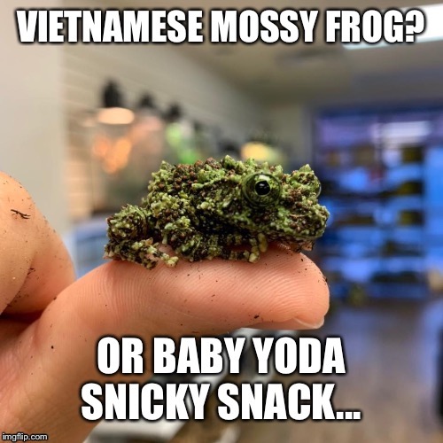 Baby Yoda Snicky Snack | image tagged in baby yoda | made w/ Imgflip meme maker