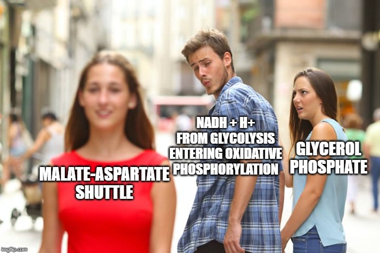 Distracted Boyfriend | NADH + H+ FROM GLYCOLYSIS ENTERING OXIDATIVE PHOSPHORYLATION; GLYCEROL PHOSPHATE; MALATE-ASPARTATE SHUTTLE | image tagged in memes,distracted boyfriend | made w/ Imgflip meme maker