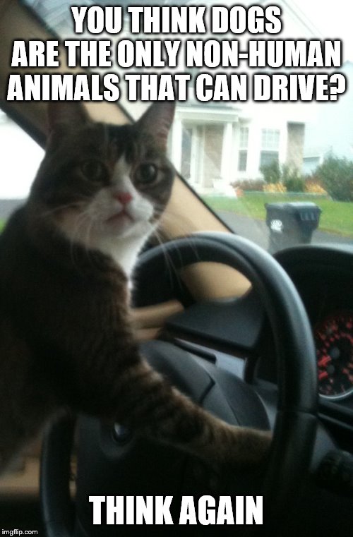 JoJo The Driving Cat | YOU THINK DOGS ARE THE ONLY NON-HUMAN ANIMALS THAT CAN DRIVE? THINK AGAIN | image tagged in jojo the driving cat | made w/ Imgflip meme maker