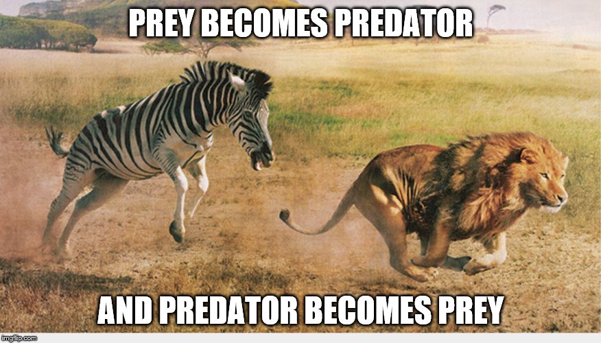 Zebra chasing a lion | PREY BECOMES PREDATOR; AND PREDATOR BECOMES PREY | image tagged in zebra chasing a lion | made w/ Imgflip meme maker