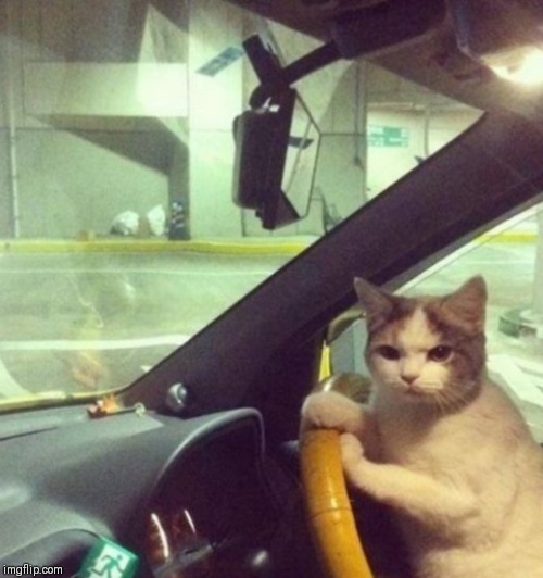 Driving cat | image tagged in driving cat | made w/ Imgflip meme maker