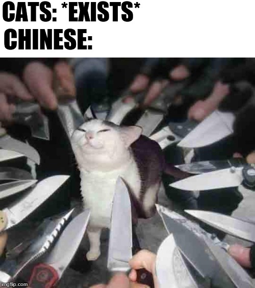 Knife Cat | CATS: *EXISTS*; CHINESE: | image tagged in knife cat | made w/ Imgflip meme maker