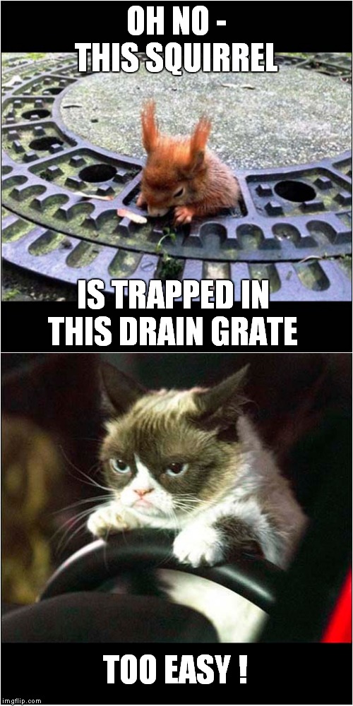 Grumpys Benevolent Swerve ! | OH NO - THIS SQUIRREL; IS TRAPPED IN THIS DRAIN GRATE; TOO EASY ! | image tagged in fun,grumpy cat,squirrel | made w/ Imgflip meme maker