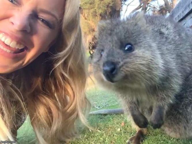 Kylie + Wombat, a meme collaboration that shows potential. | image tagged in kylie wombat,australia,meanwhile in australia,tourism,celebrity,lol | made w/ Imgflip meme maker