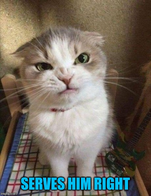 Angry cat | SERVES HIM RIGHT | image tagged in angry cat | made w/ Imgflip meme maker