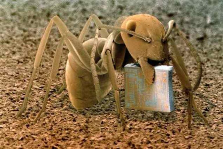 High Quality Ant with computer chip Blank Meme Template
