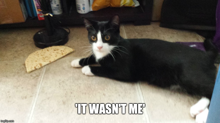 Cat 'it wasn't me' | 'IT WASN'T ME' | image tagged in cat 'it wasn't me' | made w/ Imgflip meme maker