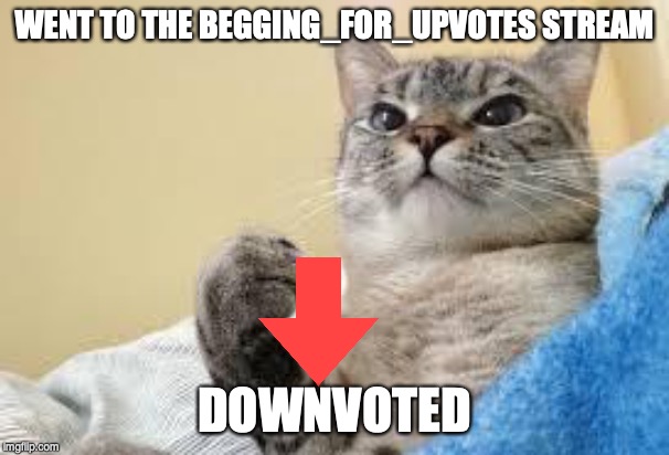 Success Cat | WENT TO THE BEGGING_FOR_UPVOTES STREAM; DOWNVOTED | image tagged in success cat | made w/ Imgflip meme maker
