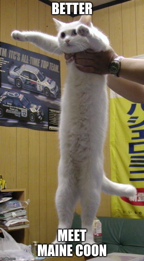 long cat | BETTER; MEET MAINE COON | image tagged in long cat | made w/ Imgflip meme maker