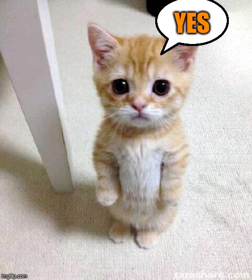 Cute Cat Meme | YES | image tagged in memes,cute cat | made w/ Imgflip meme maker
