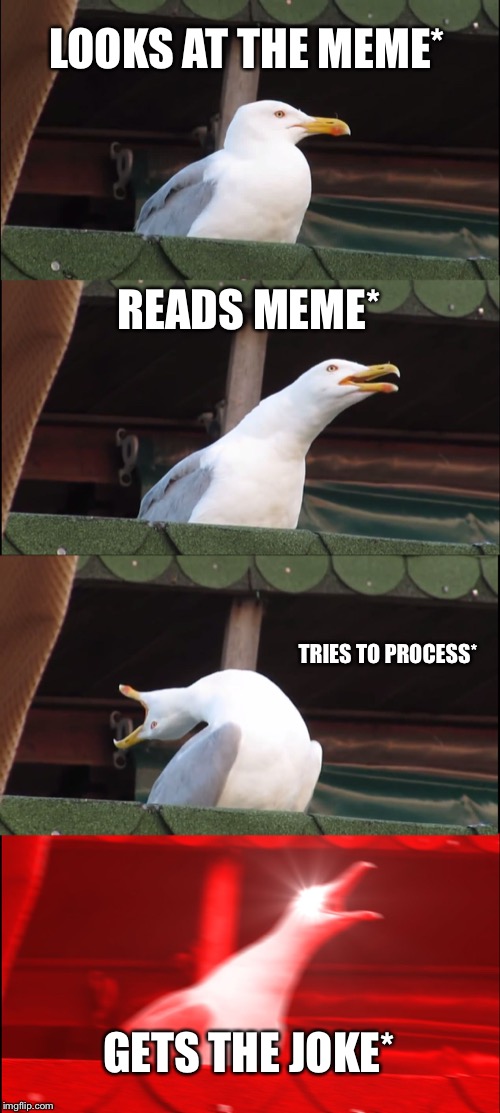 LOOKS AT THE MEME* READS MEME* TRIES TO PROCESS* GETS THE JOKE* | image tagged in memes,inhaling seagull | made w/ Imgflip meme maker