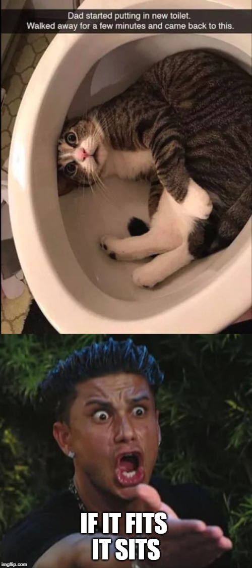 IF IT FITS 
IT SITS | image tagged in memes,dj pauly d,cats,funny cats,funny cat memes | made w/ Imgflip meme maker