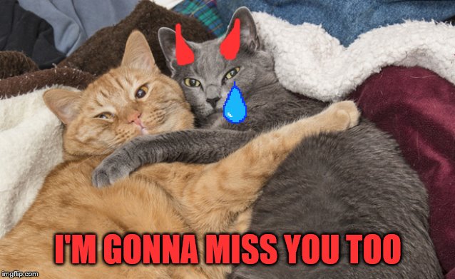Two cats hugging | I'M GONNA MISS YOU TOO | image tagged in two cats hugging | made w/ Imgflip meme maker