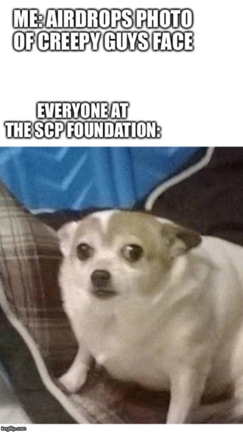 Stupid people at the foundation be like | image tagged in scp meme,funny,memes,dog | made w/ Imgflip meme maker
