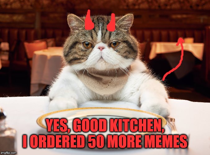 hungry cat | YES, GOOD KITCHEN, I ORDERED 50 MORE MEMES | image tagged in hungry cat | made w/ Imgflip meme maker