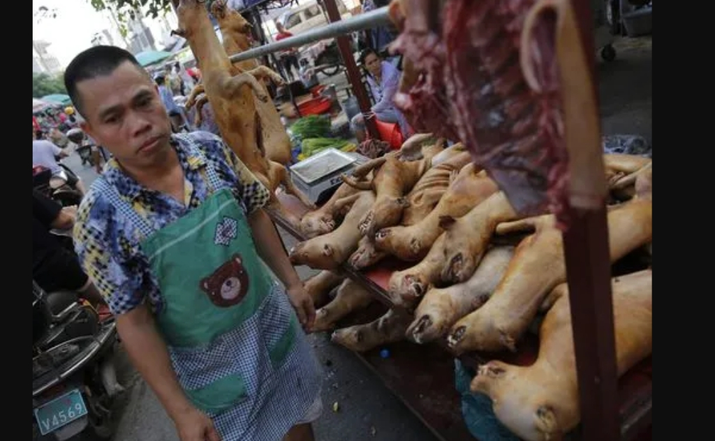 Dogs eaten in China! Blank Meme Template