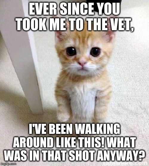 Cute Cat | EVER SINCE YOU TOOK ME TO THE VET, I'VE BEEN WALKING AROUND LIKE THIS! WHAT WAS IN THAT SHOT ANYWAY? | image tagged in memes,cute cat | made w/ Imgflip meme maker