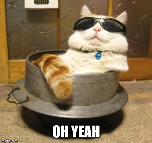 Cool cat | OH YEAH | image tagged in cool cat | made w/ Imgflip meme maker