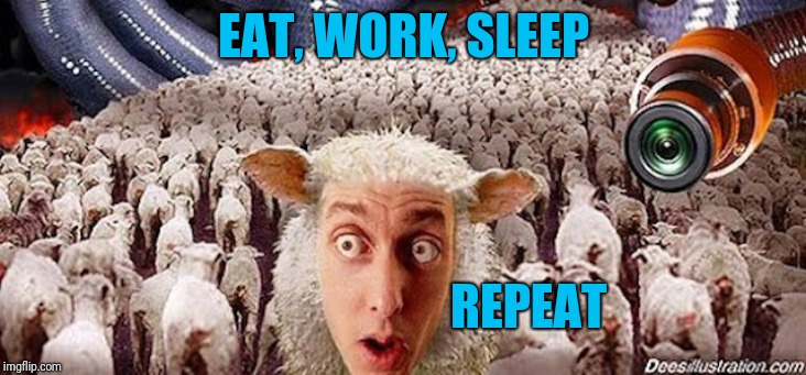 Sheeple | EAT, WORK, SLEEP REPEAT | image tagged in sheeple | made w/ Imgflip meme maker
